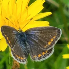 Common Blue thumbnail 3