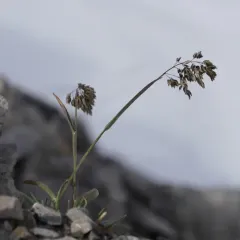 Alpine Bluegrass thumbnail 2