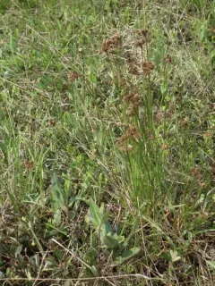 Fen Wood-rush thumbnail 3