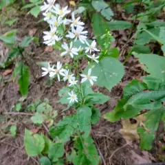 Arrow-leaved Aster thumbnail 2