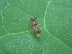 Sphyracephala brevicornis thumbnail 3