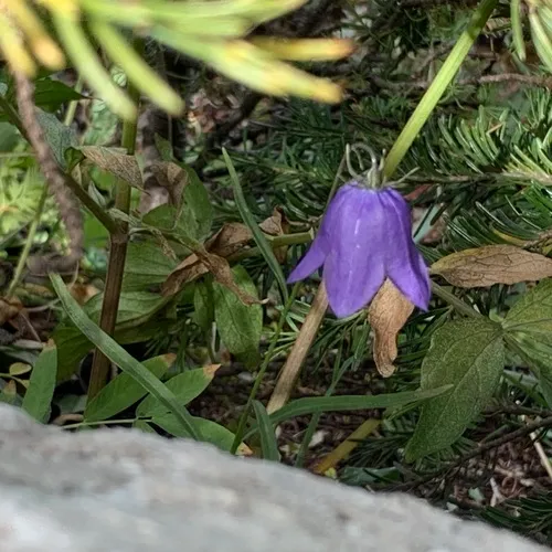Alaskan bellflower