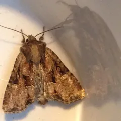 Oblique Brocade Moth thumbnail 3