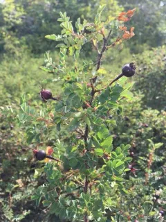 Burnet Rose thumbnail 3