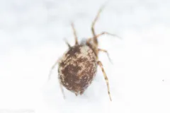 Emblyna annulipes thumbnail 2