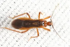 Oncerotrachelus acuminatus thumbnail 3