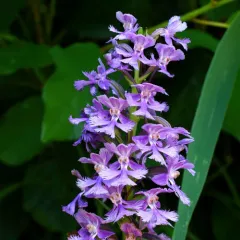 Lesser Purple Fringed Orchid thumbnail 1