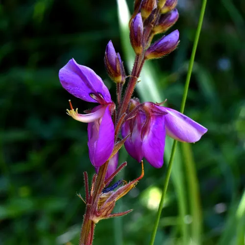 showy tick-trefoil