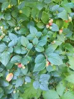 Diels' Cotoneaster thumbnail 2