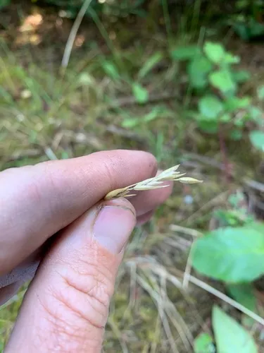 mountain heath grass