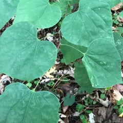 eastern redbud thumbnail 4