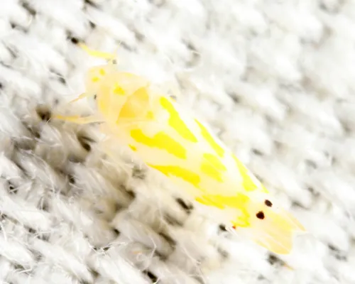 Eratoneura macra