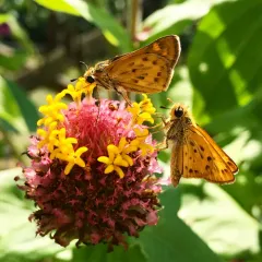 Fiery Skipper thumbnail 3