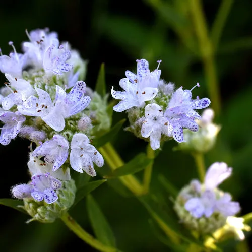 Virginia mountain mint
