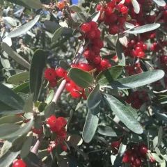 silver buffaloberry thumbnail 4
