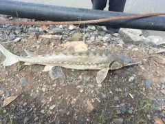 Atlantic Sturgeon thumbnail 4