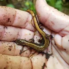Western Red-backed Salamander thumbnail 3