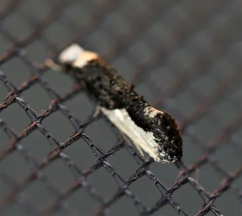 White-blotched Clothes Moth
