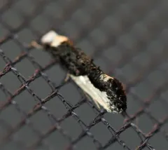 White-blotched Clothes Moth thumbnail 1