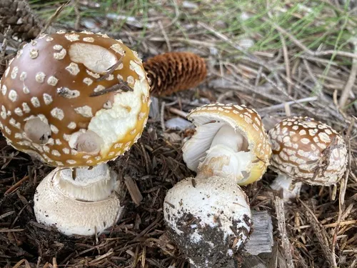 Royal fly agaric