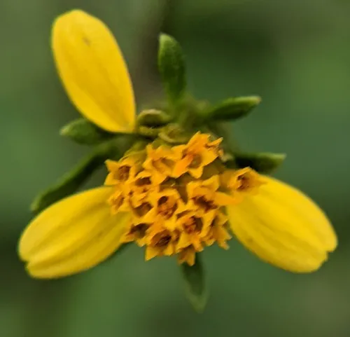 Spanish needles