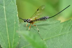 Rhyssella humida thumbnail 3
