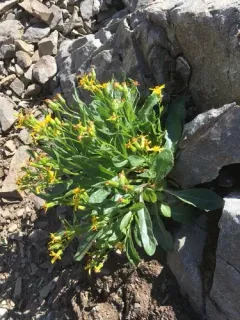 Elmer's Ragwort thumbnail 3