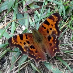 Green Comma thumbnail 3