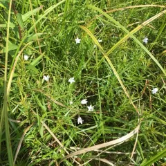 Marsh Bellflower thumbnail 1