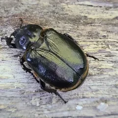 Hermit Flower Beetle thumbnail 4