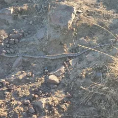 Gopher Snake thumbnail 3