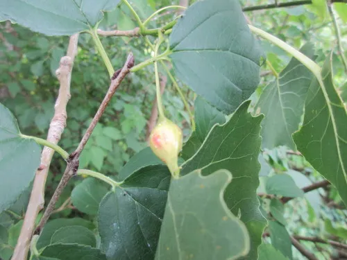 Cherubic Poplar Petiole-gall Aphid