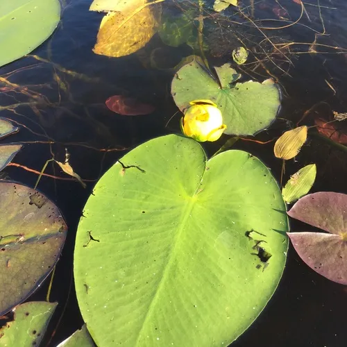 Variegated Yellow Pond-Lily