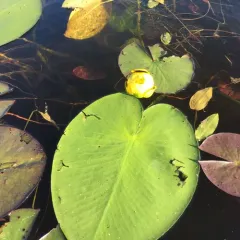 Variegated Yellow Pond-Lily thumbnail 1