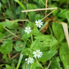 Water Chickweed thumbnail 4