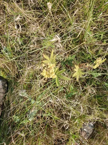 Sandhills Cinquefoil