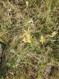 Sandhills Cinquefoil thumbnail 1