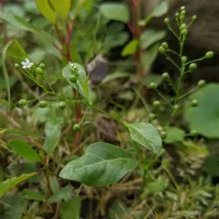 seaside brookweed thumbnail 2