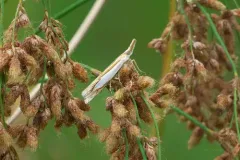 Watson's Grass-veneer thumbnail 2