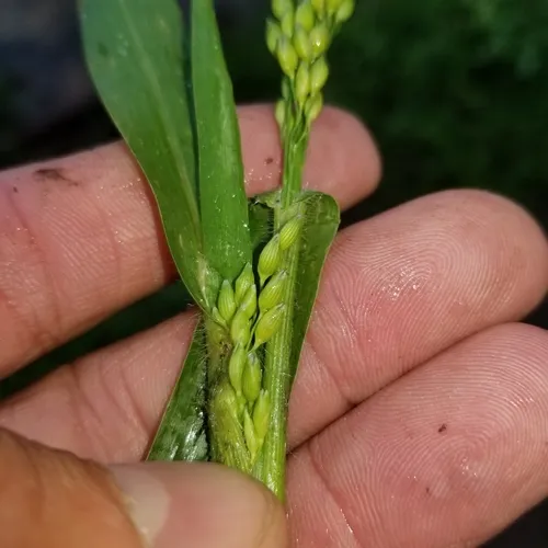 Proso Millet