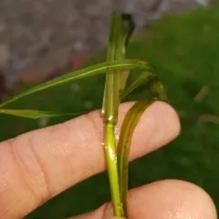 eel-grass pondweed thumbnail 4