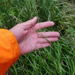 American manna grass thumbnail 4