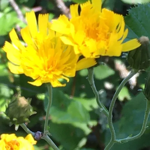 Canada hawkweed