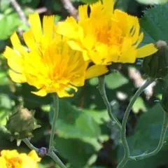 Canada hawkweed thumbnail 1