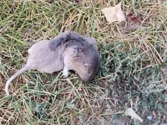 Sand Hills Pocket Gopher thumbnail 3