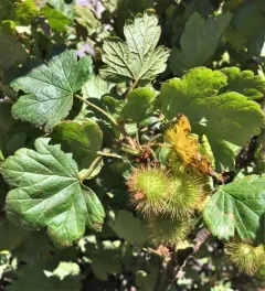 Watson's Gooseberry thumbnail 2