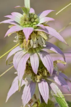 spotted horsemint thumbnail 4