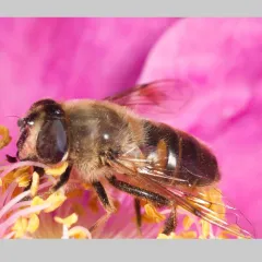 Common Drone Fly thumbnail 2