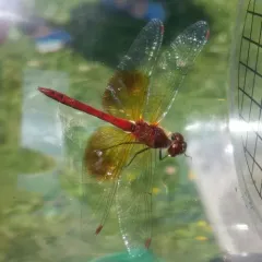 Band-winged Meadowhawk thumbnail 2