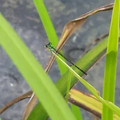 Fragile Forktail thumbnail 3